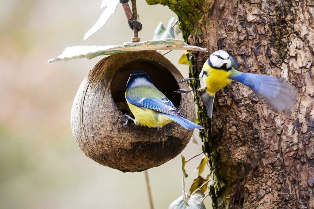 wildvogelfutter kaufen für blaumeise