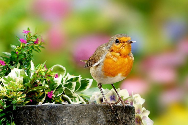 wildvogelfutter kaufen für rotkehlchen