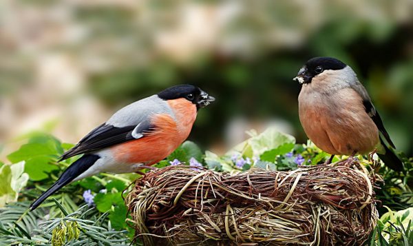 Wildvogelfutter kaufen Dompfaff