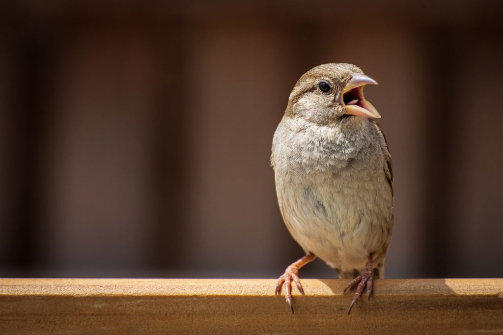 Wildvogelfutter kaufen spatz