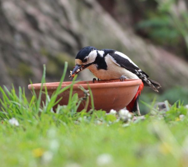 wildvogelfutter kaufen buntspecht