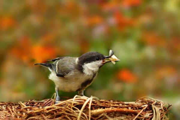 vogelfutter schalenlos