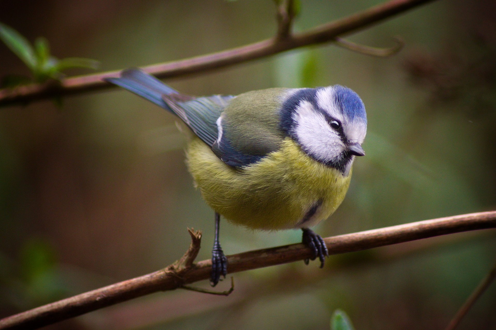 wildvogelfutter-kaufen-blaumeise