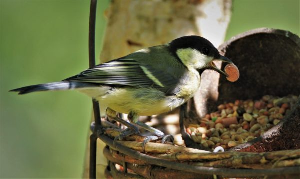 wildvogelfutter ohne schalen 25kg