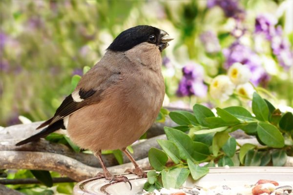 wildvogelfutter schalenlos