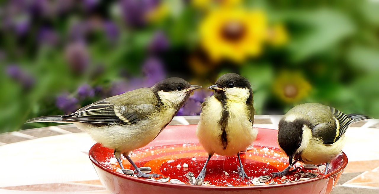 vogelfuetterung gartenvoegel meise