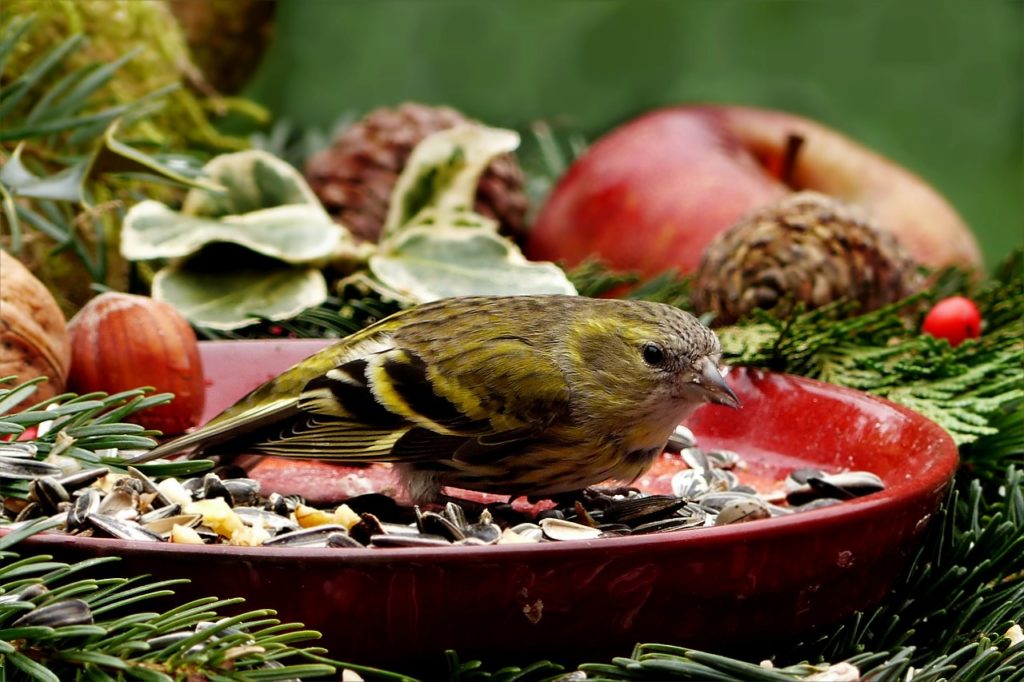 vogelfutter fuer wildvoegel