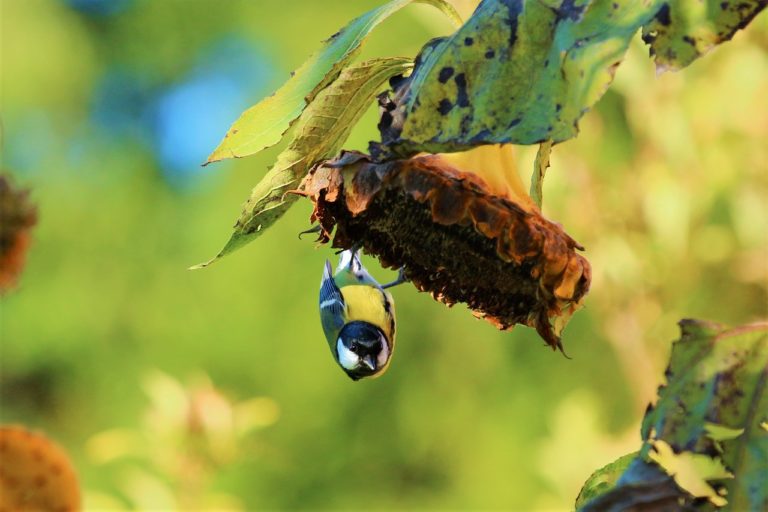 vogelfutter sommer