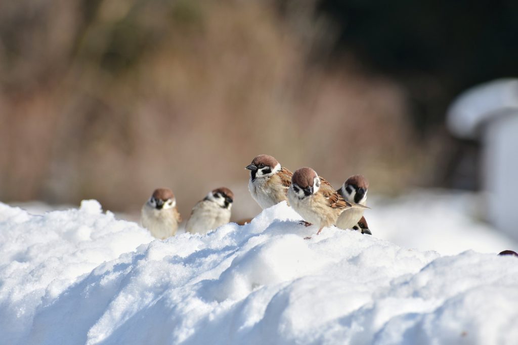 wintervogelfutter kaufen