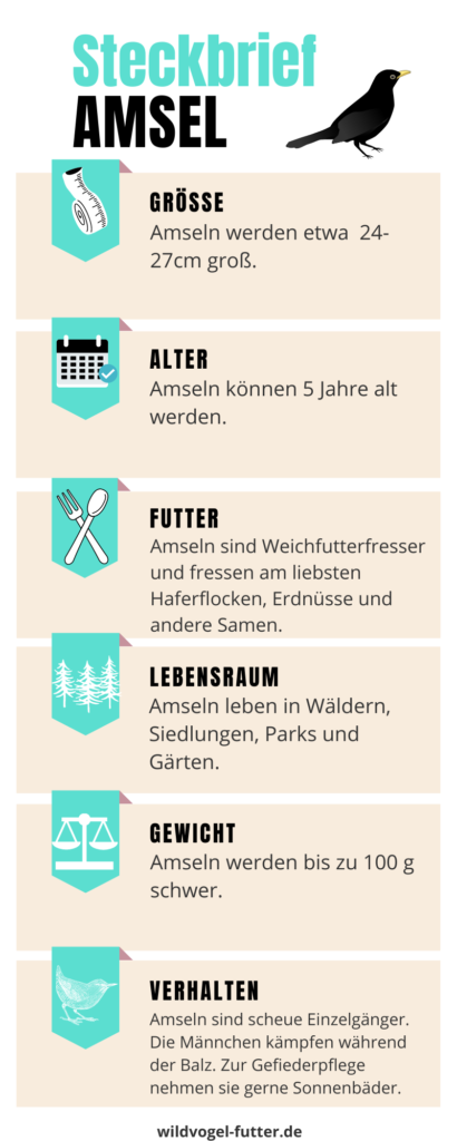 was fressen Amseln Amselfutter